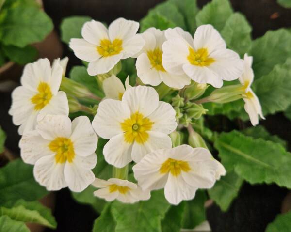 Primula Oalkleaf White - imagine 2