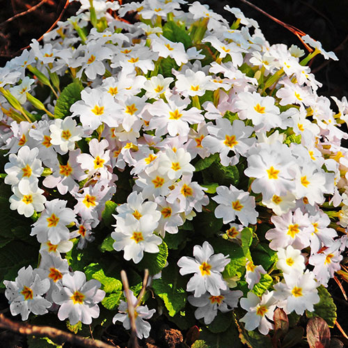 Primula Oalkleaf White