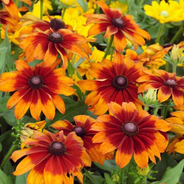 Rudbeckia Orange Summerina - imagine 2