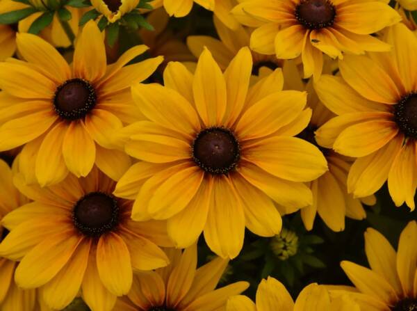 Rudbeckia Sunbeckia Carolina - imagine 2