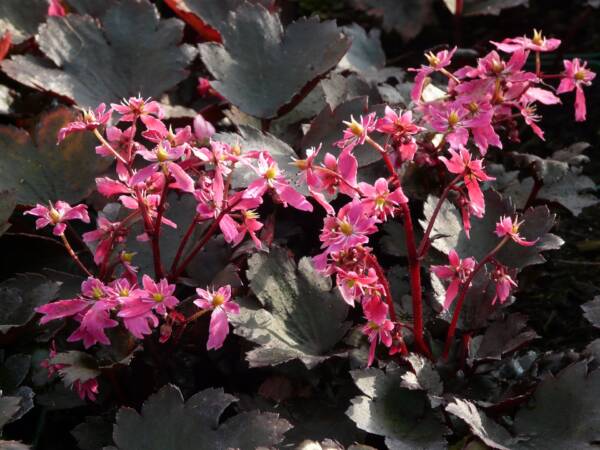 Saxifraga Black Ruby - imagine 2