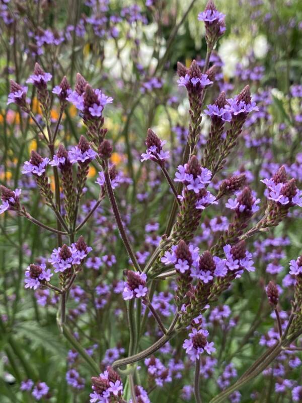 Verbena Lavender Spires - imagine 2