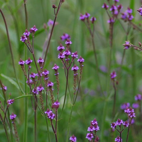 Verbena Lavender Spires