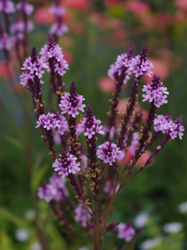 Verbena Hasata Rosea - imagine 2