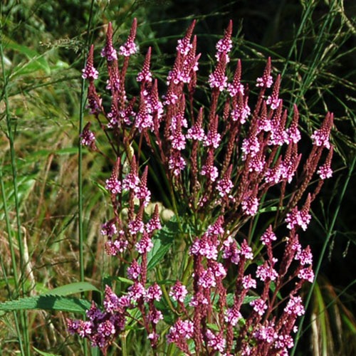 Verbena Hasata Rosea