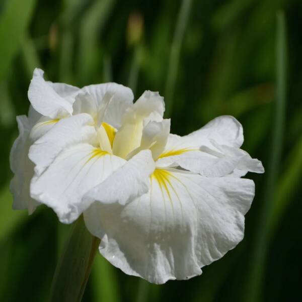 Iris Ensata Gold Bound - imagine 2