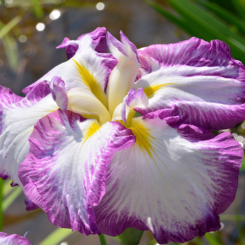 Iris Ensata Dinner Plate Tiramisu