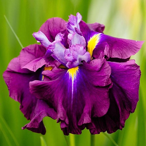 Iris Ensata Dinner Plate Blueberry Pie