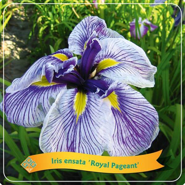 Iris Ensata Royal Pageant - imagine 2