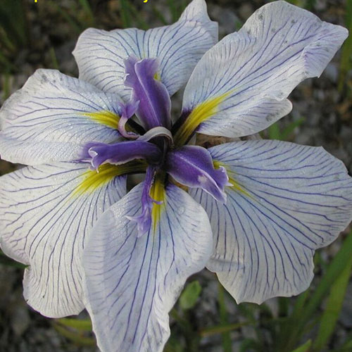 Iris Ensata Royal Pageant