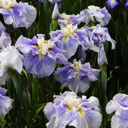 Iris Ensata Sugar Dome