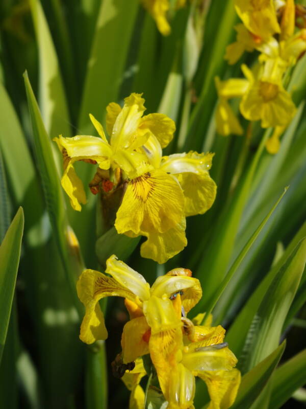 Iris Pseudacorus Variegata - imagine 3