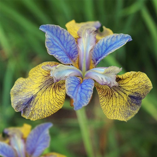 Iris Sibirica Tipped in Blue