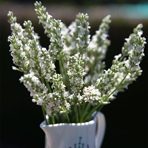 Lavanda Exceptional