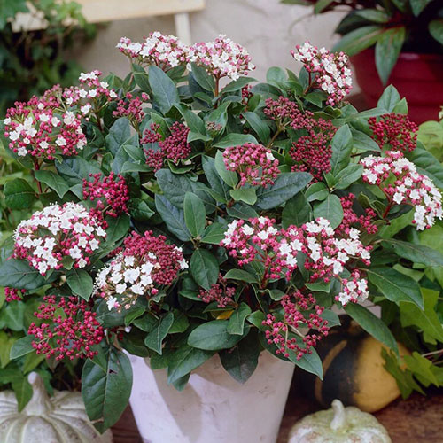 Viburnum Tinus Gwenllian