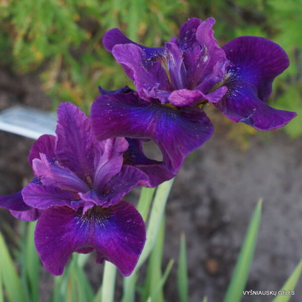 Iris Sibirica Devils Dream - imagine 2