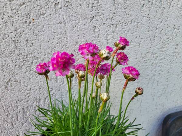 Armeria Abbey Deeprose - imagine 2