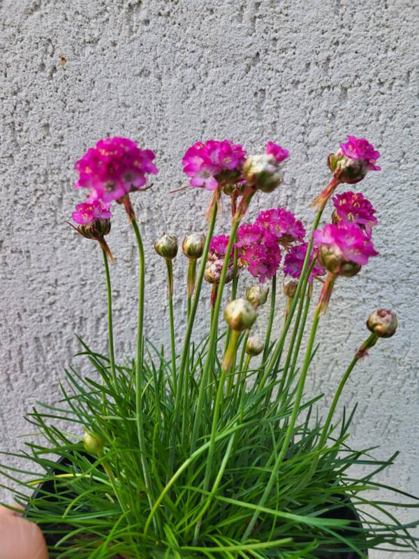 Armeria Abbey Deeprose - imagine 3