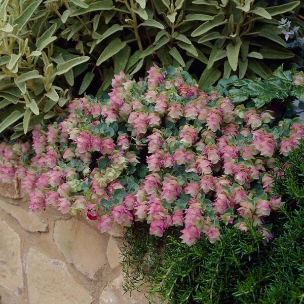 Oregano Kent Beauty - imagine 2