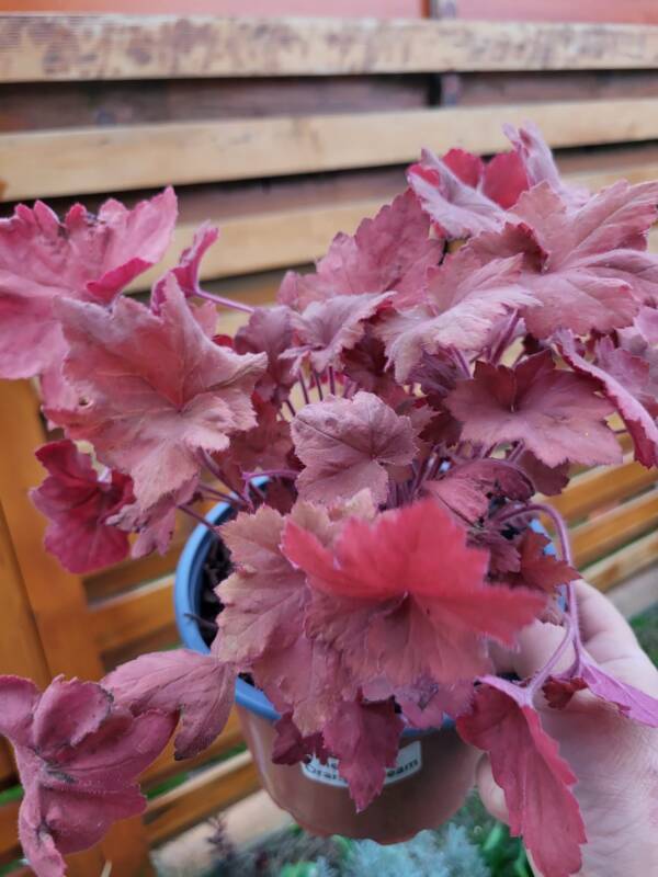 Heuchera Orange Dream - imagine 2