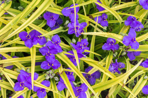 Tradescantia Sweet Kate - imagine 2