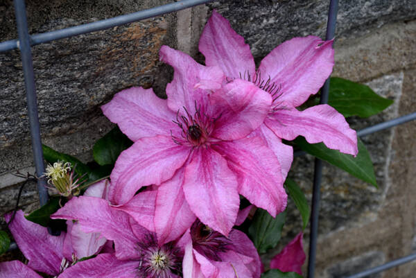 Clematis Barbara PBR - imagine 3
