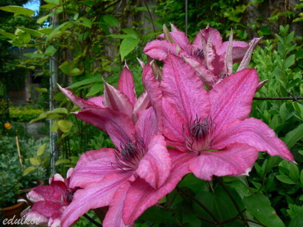 Clematis Barbara PBR - imagine 4