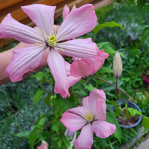 Clematis Ai-Nor