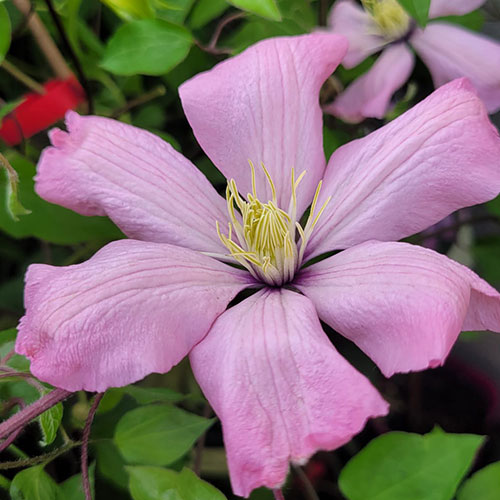 Clematis Ai-Nor
