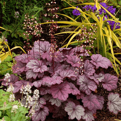 Heuchera Sugar Plum