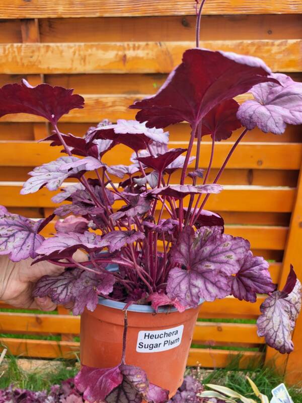 Heuchera Sugar Plum - imagine 2