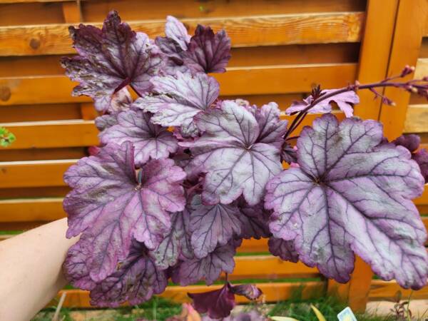 Heuchera Sugar Plum - imagine 3