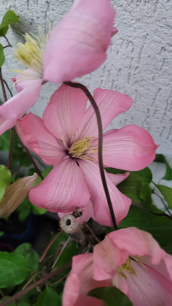 Clematis Ai-Nor - imagine 3