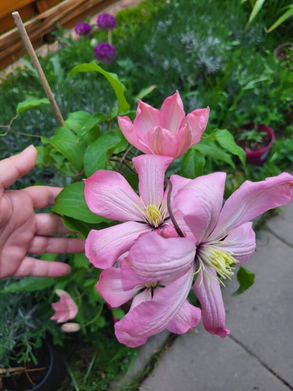 Clematis Ai-Nor - imagine 4