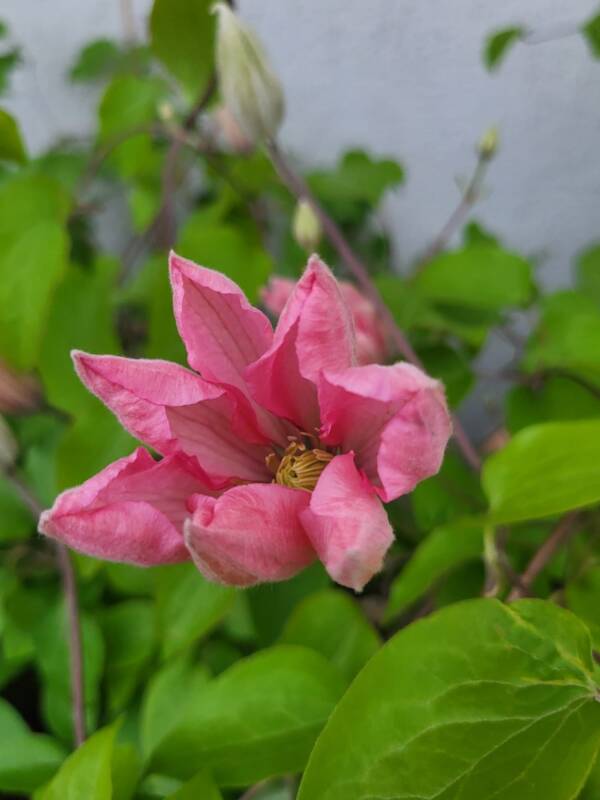 Clematis Ai-Nor - imagine 2