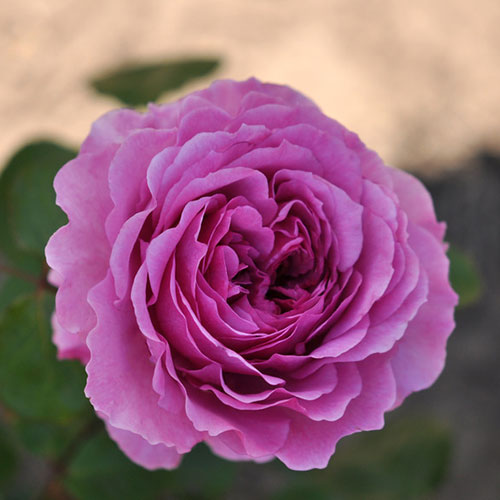 Trandafir Adore Aroma