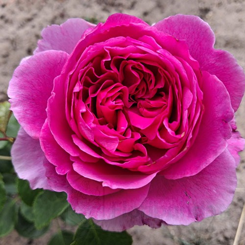 Trandafir Adore Aroma