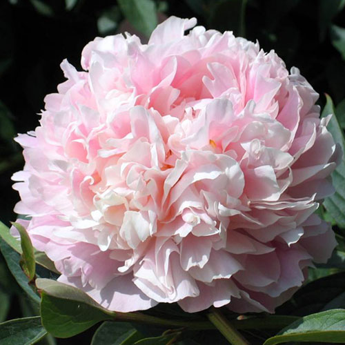 Bujor Cornelia Shaylor