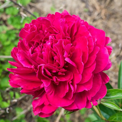 Bujor Louis van Houtte