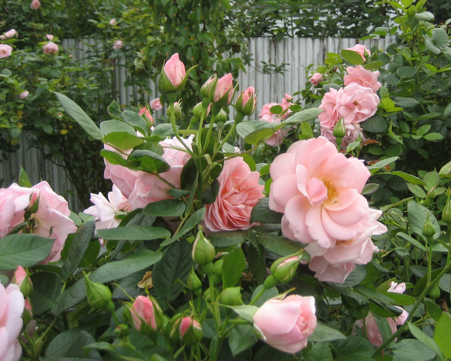 Trandafir Astrid Lindgren - imagine 4