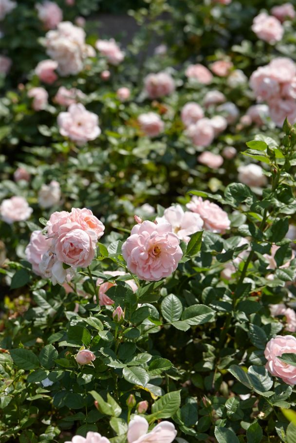 Trandafir Astrid Lindgren - imagine 5