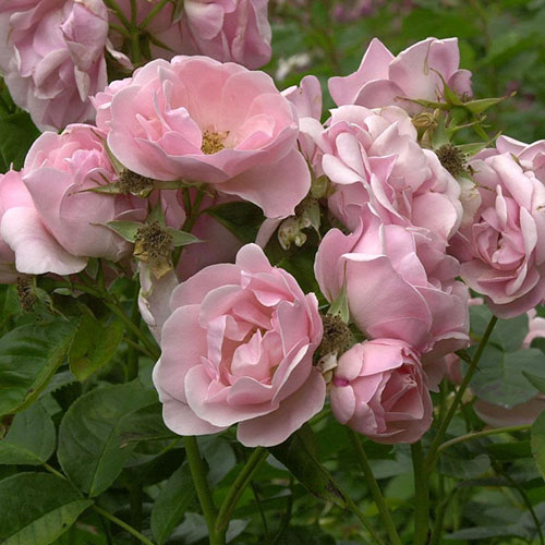 Trandafir Astrid Lindgren