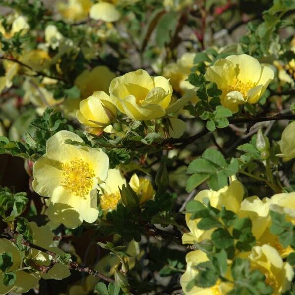 Trandafir Canary Bird - imagine 2