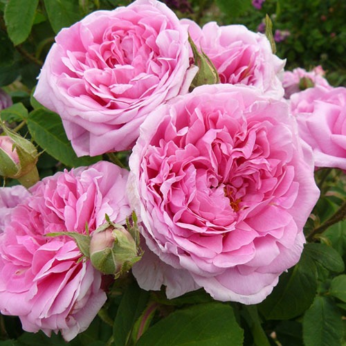 Trandafir Comte de Chambord