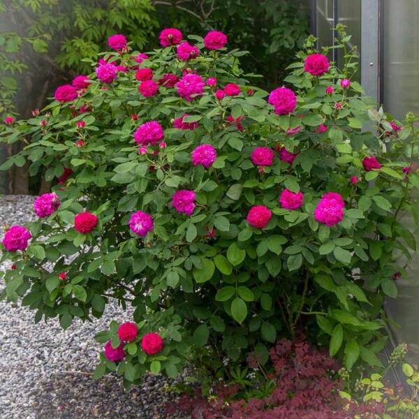Trandafir Rose de Rescht - imagine 3