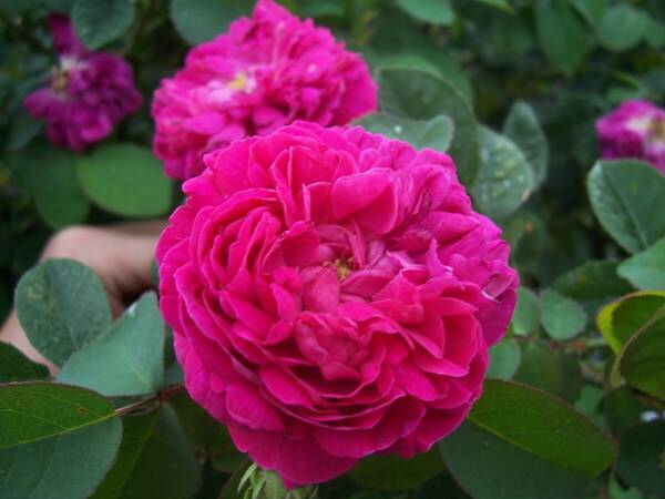 Trandafir Rose de Rescht - imagine 2