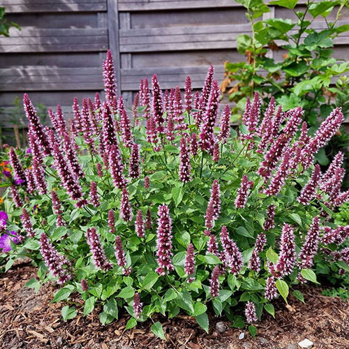 Agastache_rugosa_Beelicious_Pink
