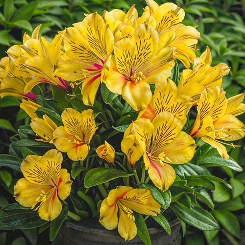 Alstroemeria Spring Valley