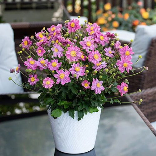 Anemone Little Breeze Sweet