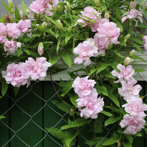 Calystegia Flore Pleno